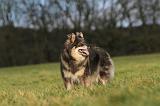 CHIEN FINNOIS DE LAPONIE 272
